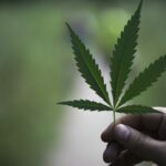 hemp-picture-768x644